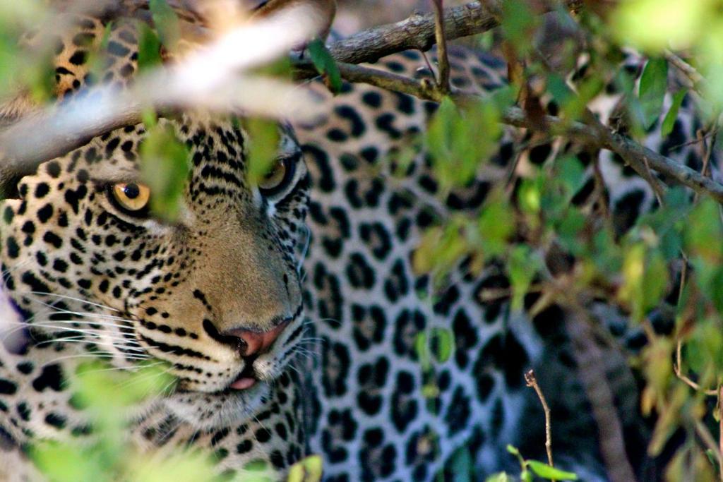 Simply Saadani Camp, A Tent With A View Safaris Mkwaja Exterior photo